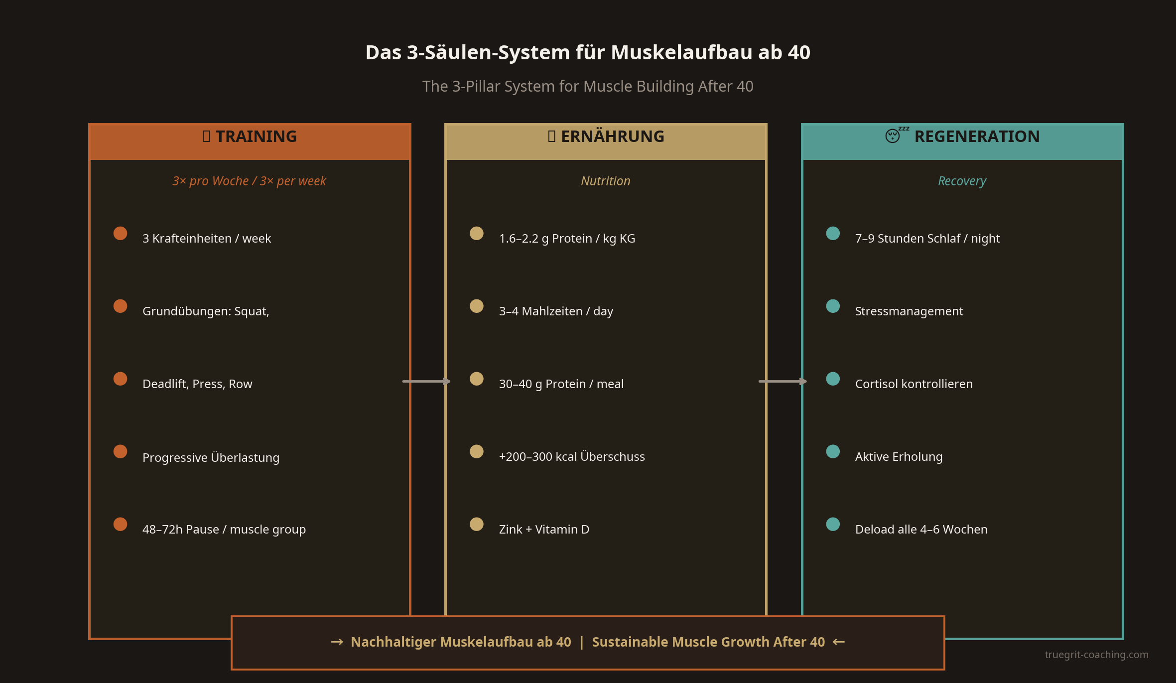 Das 3-Säulen-System für Muskelaufbau ab 40 – Infografik